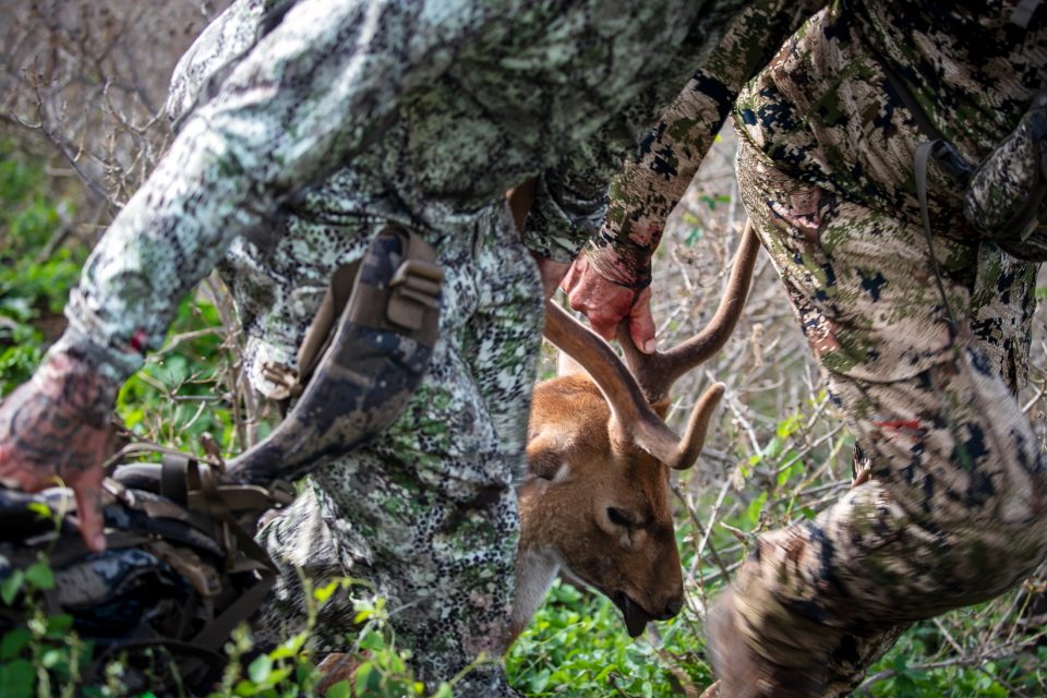 Maui Has An Axis Deer Problem. So The State Has Put A Price On Their