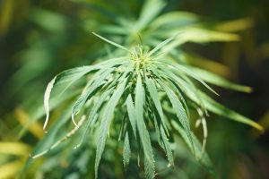 Hawaii Royal Hemp is preparing to grow and refine premium organic full spectrum CBD Cannabidiol products.