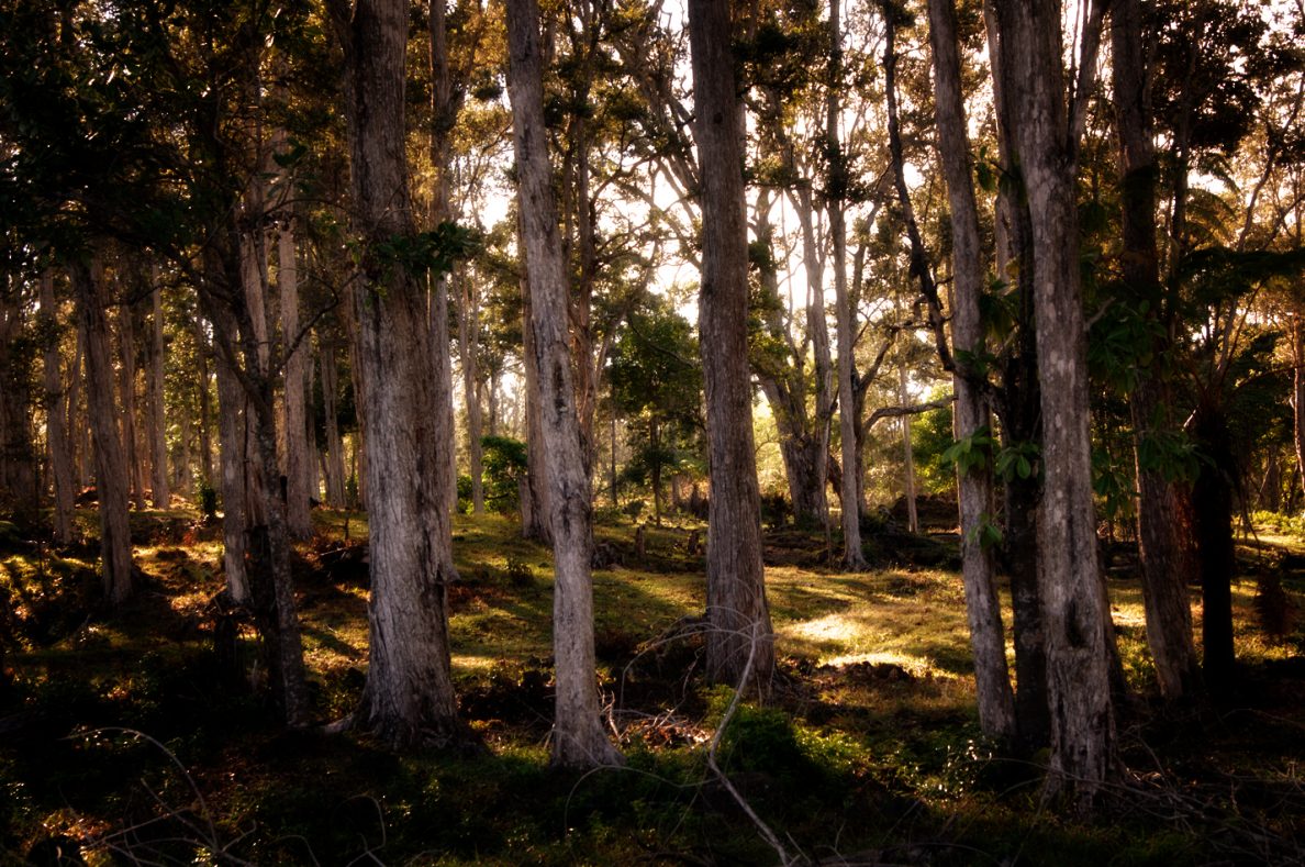 How A Wellness Company Is Saving Sandalwood On The Big Island