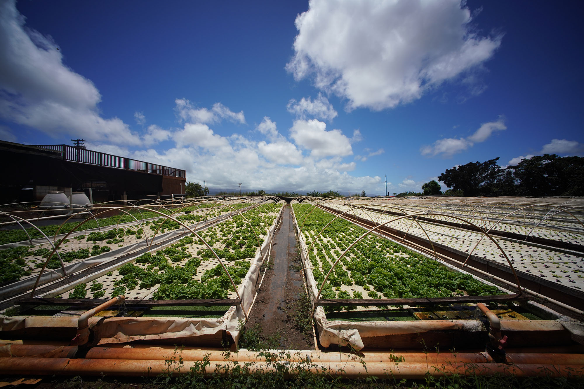 Catherine Toth Fox Buy More Locally Grown Food. It’s Worth The Extra