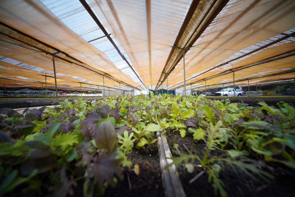 Catherine Toth Fox: Buy More Locally Grown Food. It’s Worth The Extra Cost