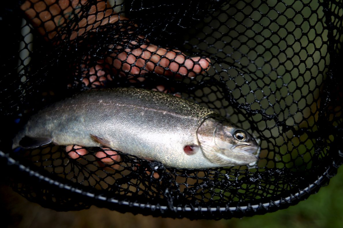 Widespread Power Outage Left Thousands Of Trout Dead At This Maui Farm