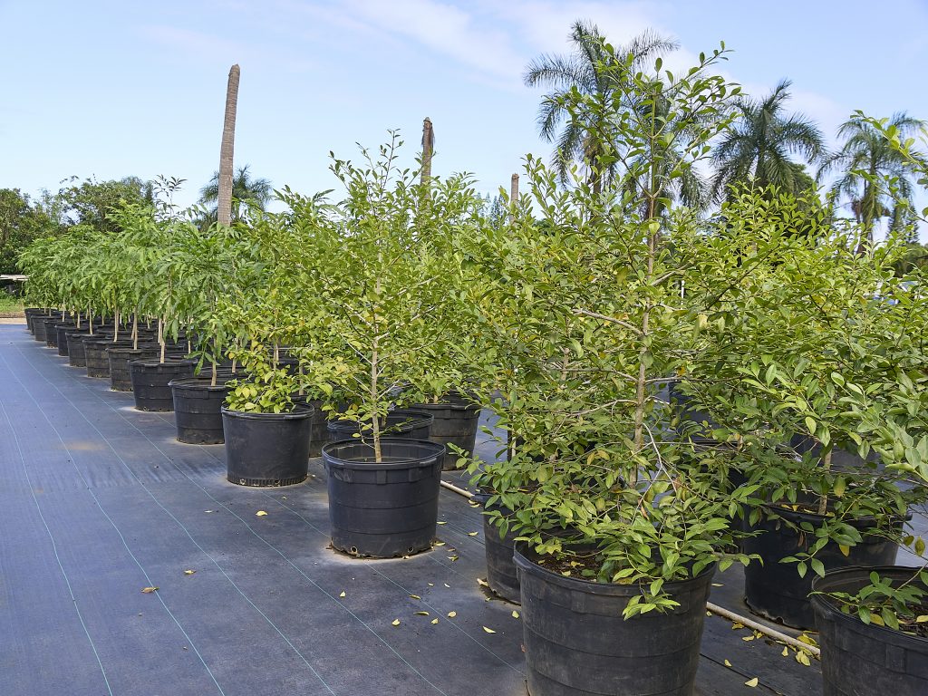 Native Christmas Trees In Hawaii A Local Nursery's Passion Project