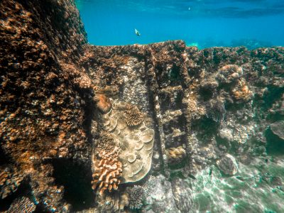 Shipwrecks Teem With Underwater Life, From Microbes To Sharks