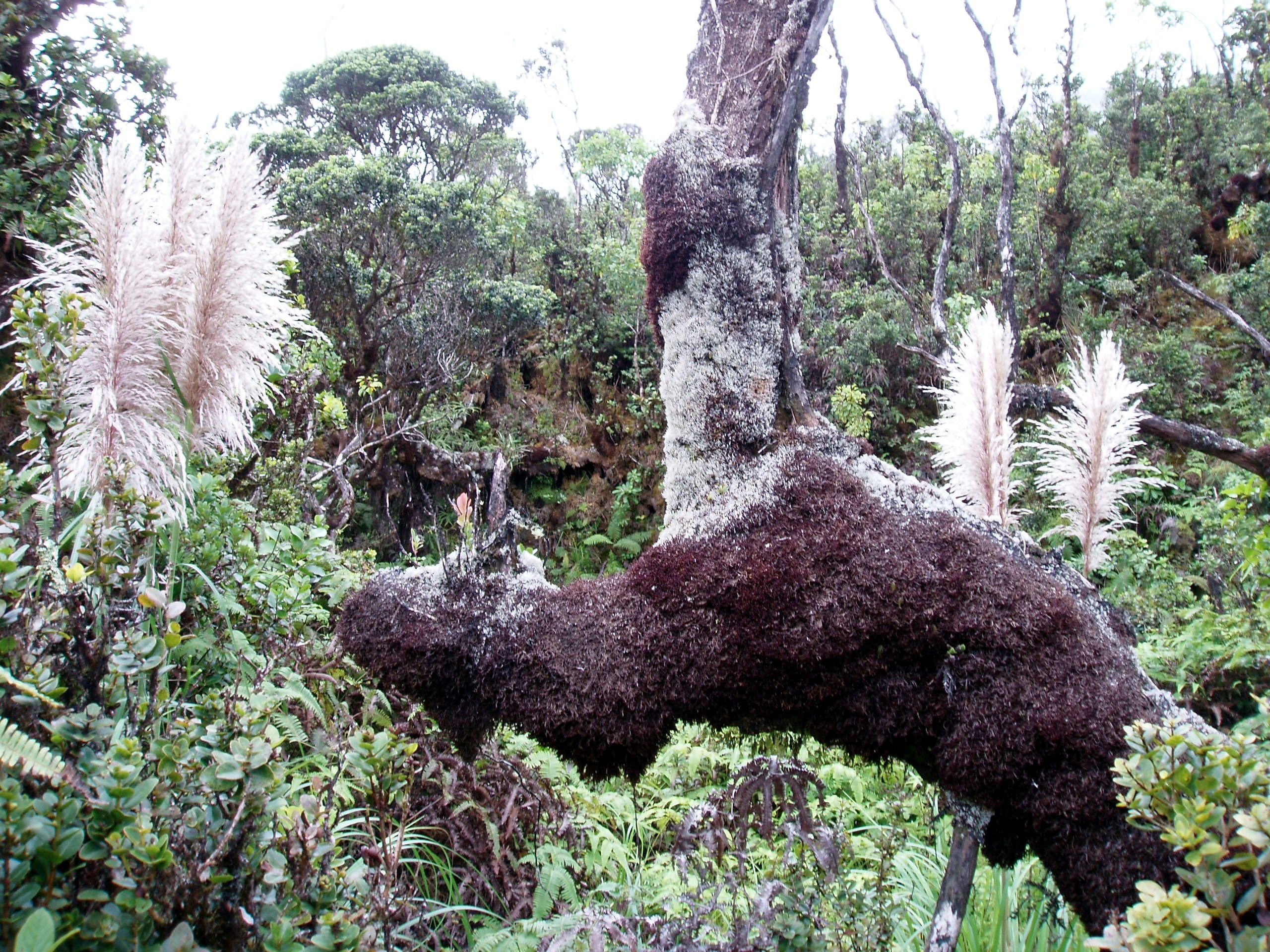 Hawaii Plans To Update Its Noxious Weeds List Local Environmentalists 