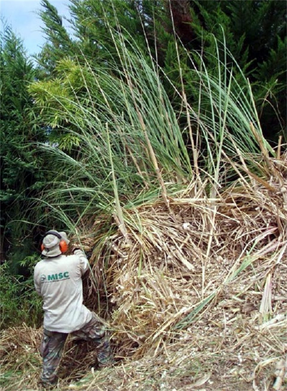 FastGrowing And FireResistant Grasses Are Flourishing In Hawaii