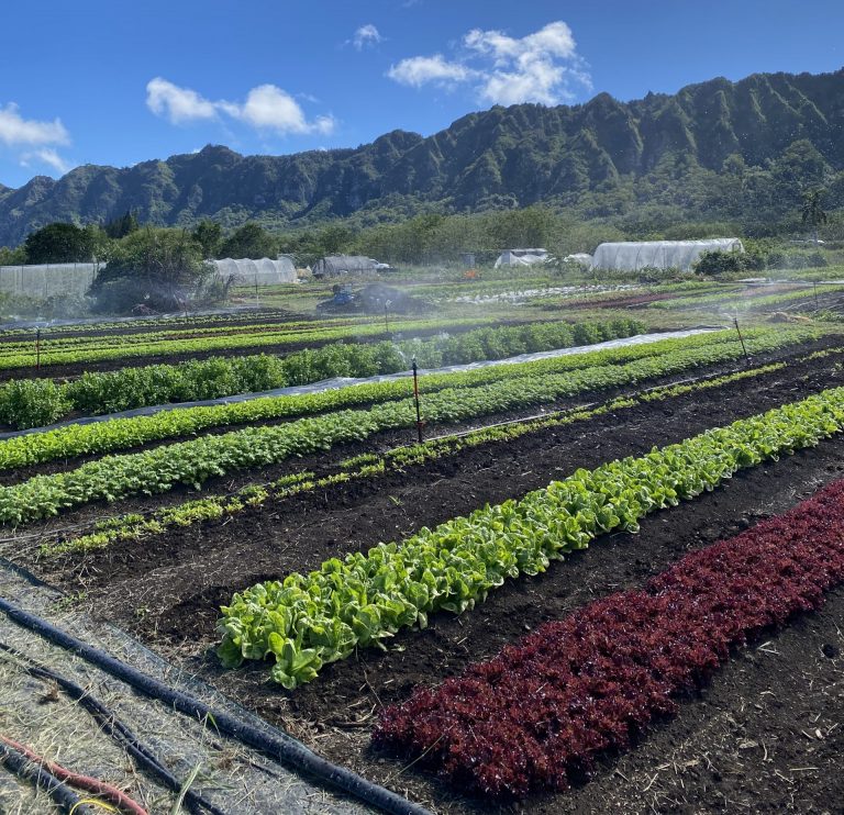 microgrants Catherine Toth Fox column