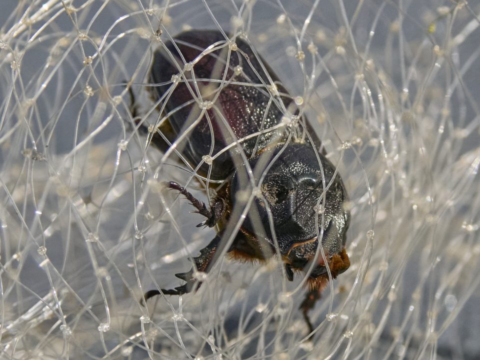 Coconut Rhinoceros Beetle Found On Maui - Honolulu Civil Beat