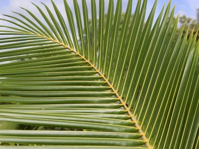 The Greatest Threat To Coconut Palms Is People