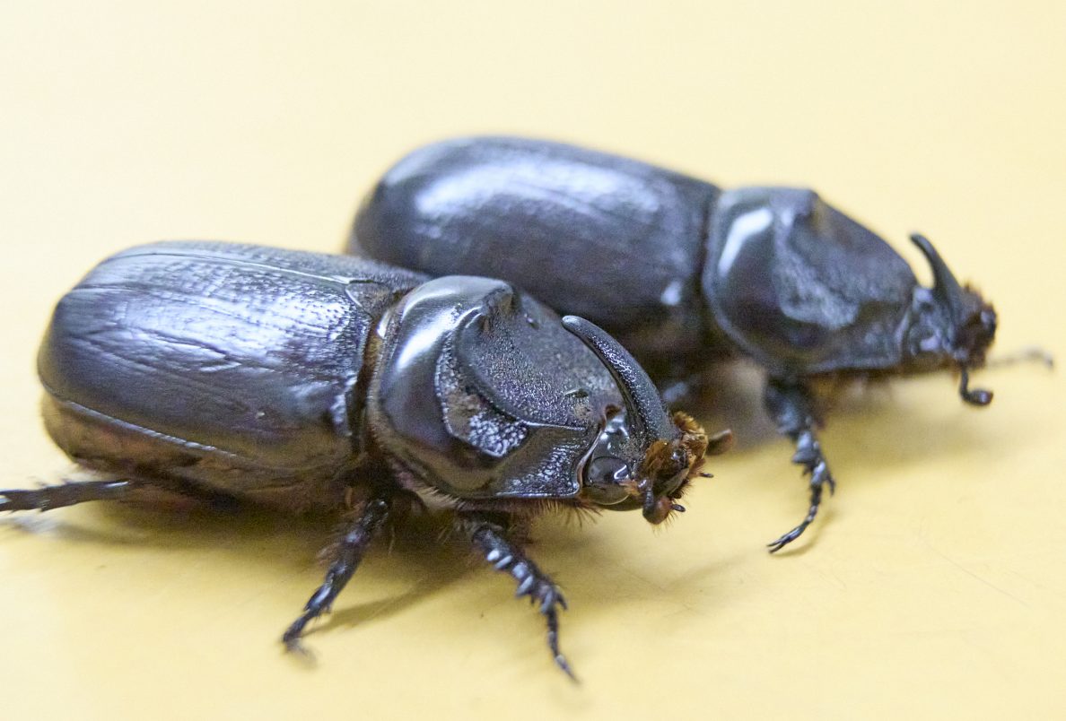 Coconut Rhinoceros Beetles Make Landfall On Kauai Honolulu Civil Beat