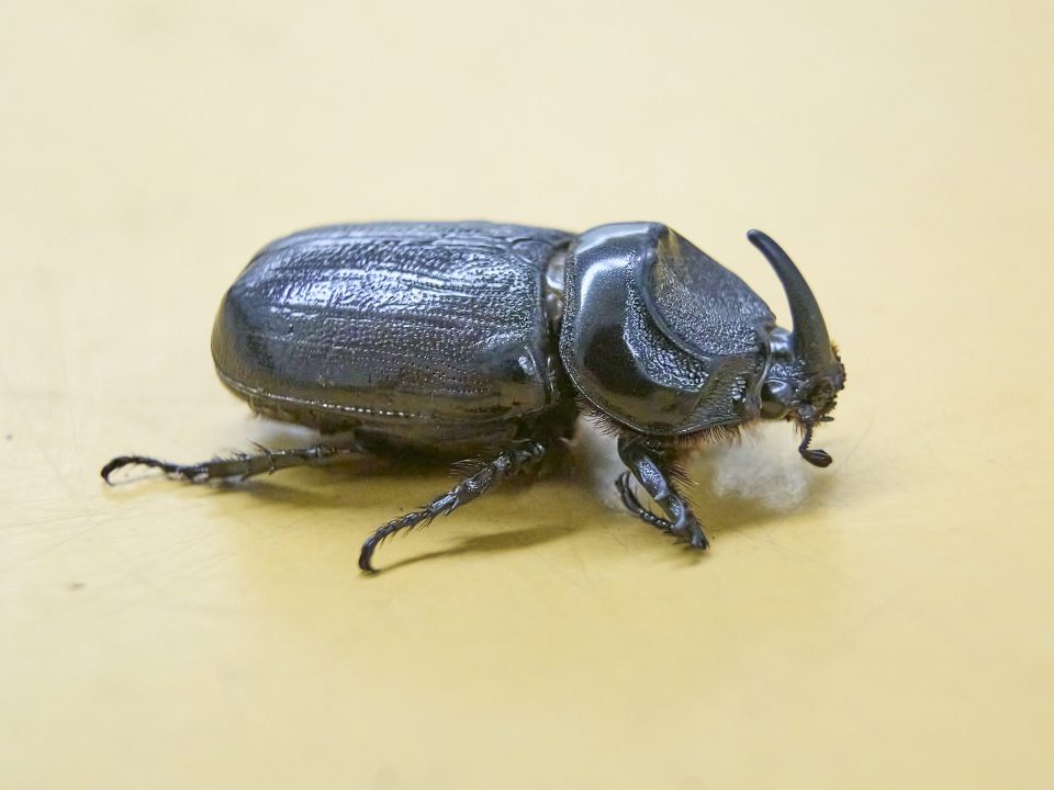 June 2025: CRB Defense Plan