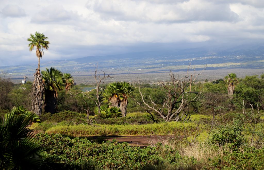 Hawaiʻi’s Wetlands Are Vanishing. This Failed Plan Offers A Warning – Honolulu Civil Beat