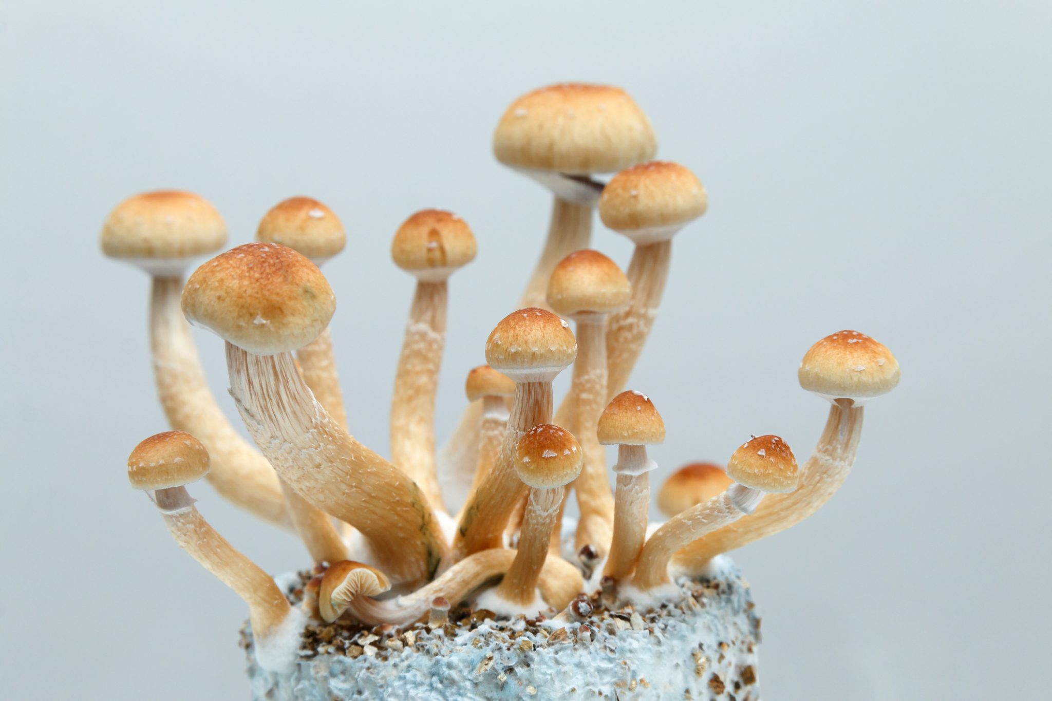 Psychedelic magic mushrooms are being researched to see the benefits of psilocybin used in psychedelic therapy. There is currently movement to legalize or decriminalize plant medicine because of it's therapeutic potential.