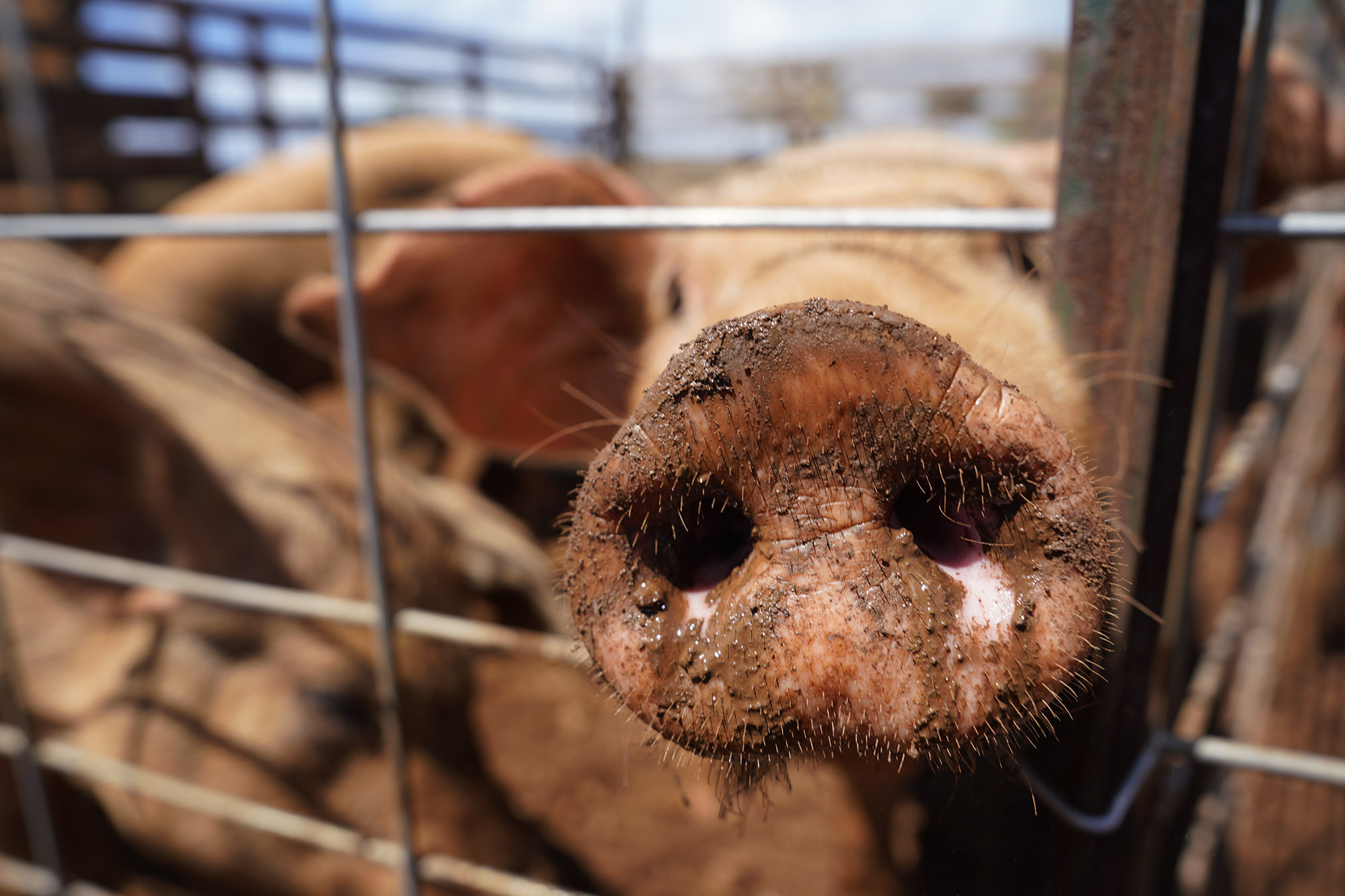 Neal Milner Applying The Smell Test To Agencies That Insist There's