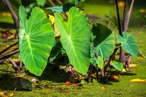 A taro patch in the Waianae mountains. (Nathan Eagle/Civil Beat/2023)