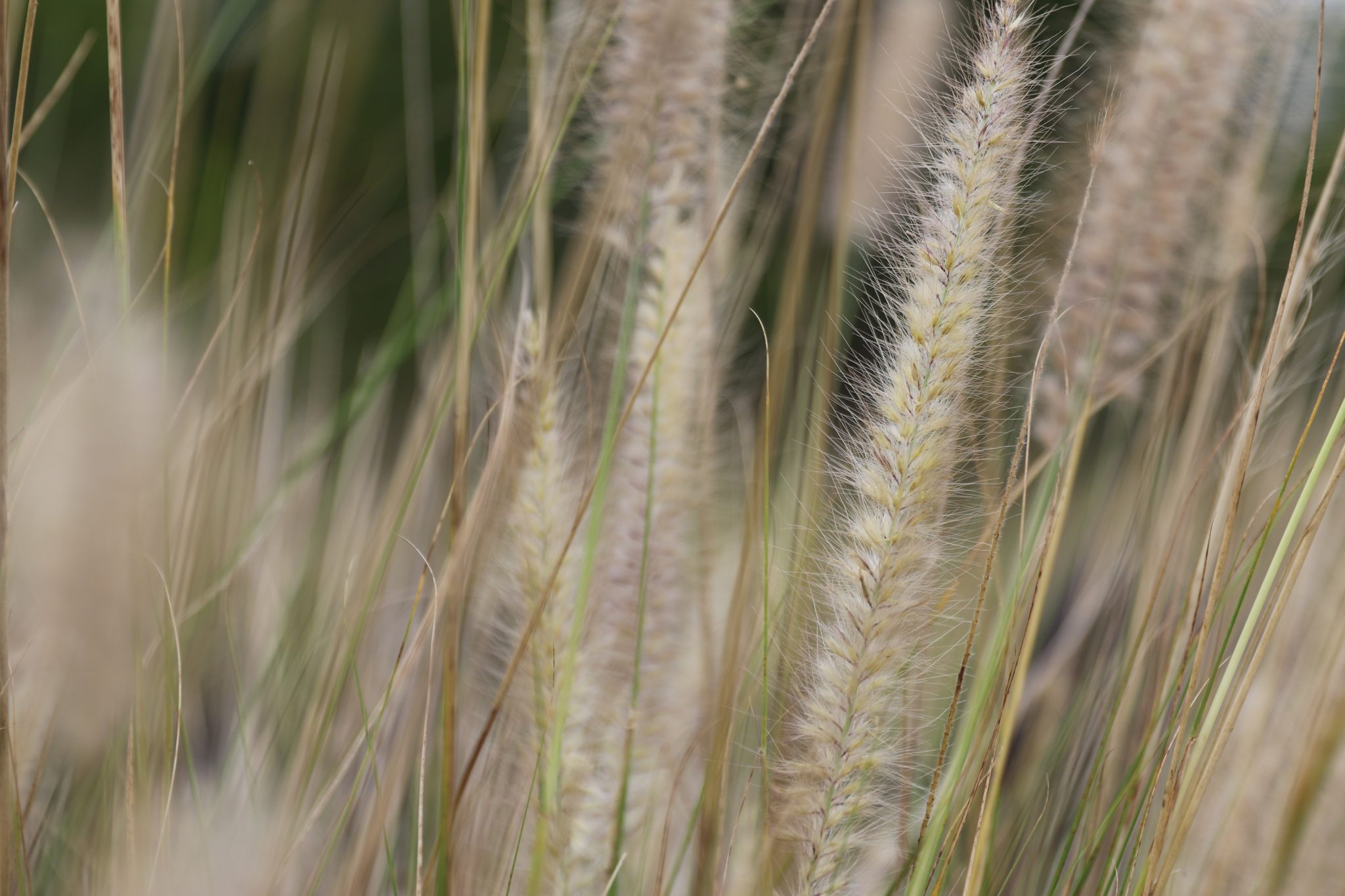The bristled stems of fountain grass make it a "flashy fuel," due to the speed in which it burns.