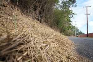 Tall, dry vegetation grows along Round Top Drive Sept. 13, 2023, in Honolulu. Residents concern is on the rise after a wildfire destroyed Maui’s historic town of Lahaina on Aug. 8. (Kevin Fujii/Civil Beat/2023)