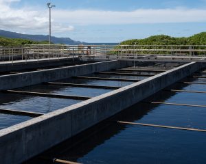 Hawaii Bribery Scandal Casts A Shadow Over Lahaina’s Ruins - Honolulu