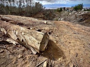 Some landowners in Kula are using downed eucalyptus trees to control the soil by lining them perpendicular and adding mulch. (Nathan Eagle/Civil Beat/2023)