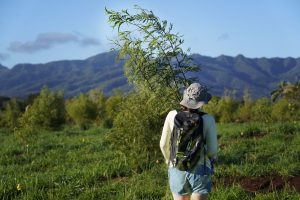 Tree-planting volunteer Jackie Dean carries koa saplilngs Saturday, Dec. 2, 2023, at the State Monument Kukaniloko Birthstones in Wahiawa. Carbon Neutrality Challenge co-founder Asryelle Mora Rollo used this tree-planting event to time how long it would take volunteers to plant 200 native Hawaiian trees. It took 14 volunteers 40 minutes to plant the 200 koa and wiliwili saplings. (Kevin Fujii/Civil Beat/2023)