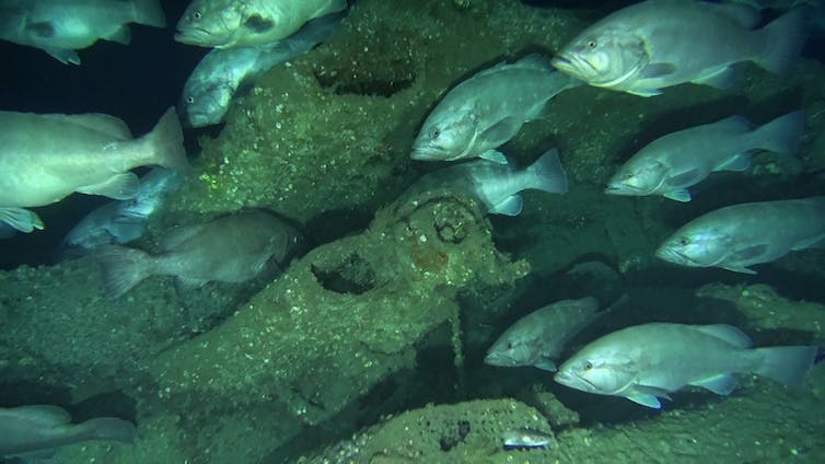 Shellfish, deepwater coral and anemones cling to the surface of a sunken wreck.