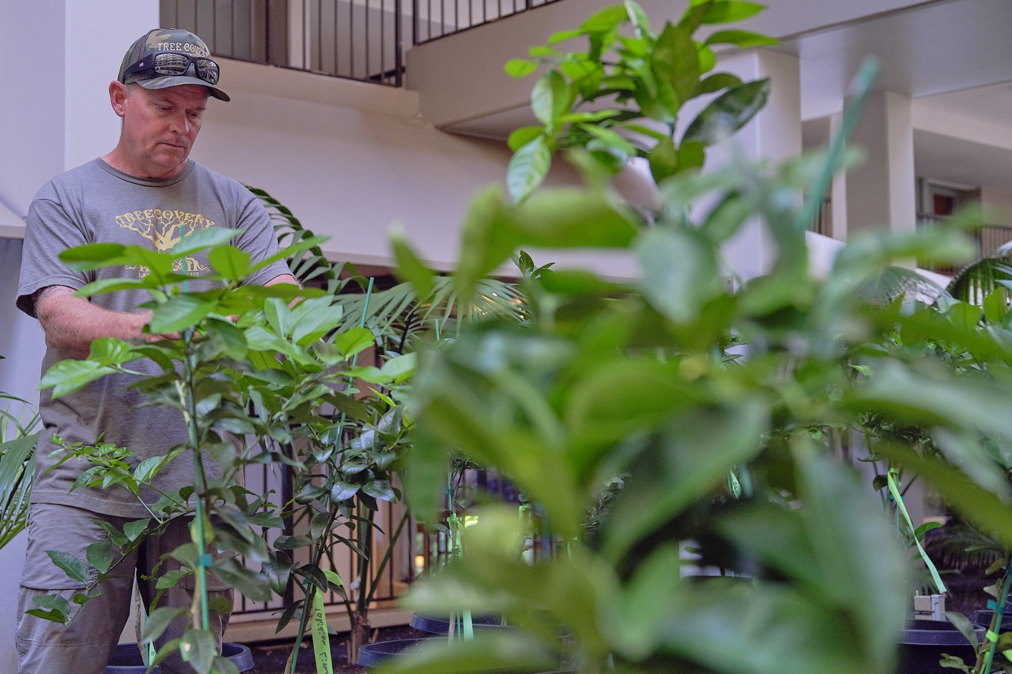 Duane Sparkman from Treecovery, Bill Countryman, General Manager of MarriottÕs Maui Open Club and Matthew Murasco pose at the lobby of the MarriottÕs Maui Ocean club near a cutting from the Lahaina banyan tree which is flourishing in its new environment. (David Croxford/Civil Beat/2024)