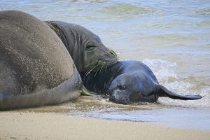 Kaiwi, has done it again!  On May 1st, 2024, the Monk Seal affectionately named Kaiwi, gave birth to her 6th pup on Kaimana Beach and is now resting in a DLNR protected area there.  The area is close to the Kaimana Beach Hotel who gave us access to a room so that we could photograph the pair without disturbing them. (David Croxford/Civil Beat/2024)