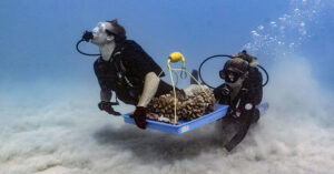 Oahu Coral Group Gears Up To Help Maui’s Battered Reefs