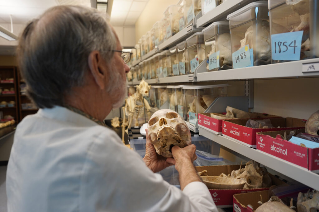 Dr. Robert Mann, Forensic Anthropologist, University of Hawaii John A. Burns School of Medicine, finds a good skull to photograph Tuesday, July 30, 2024, in Honolulu. He is in the JABSOM Bone Lab. (Kevin Fujii/Civil Beat/2024)