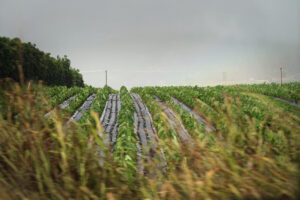 Healthy Soils Make For A Healthier People