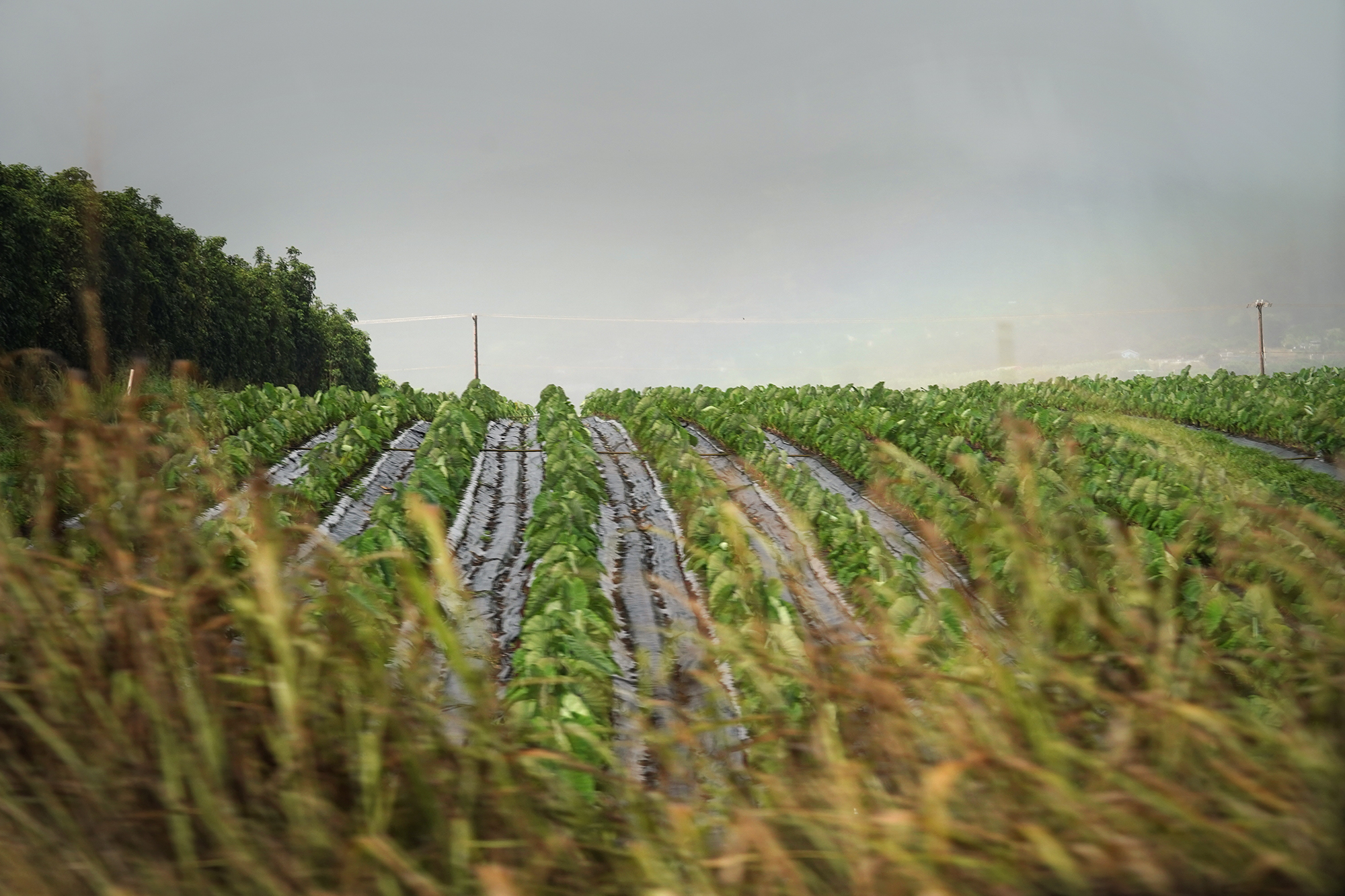 Healthy Soils Make For A Healthier People
