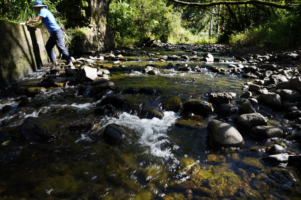 Megan Powers reaches the side of the Hoolawa Stream to the wall for diverting water Thursday, Oct. 3, 2024, in Huelo. East Maui water rights are a point of contention. (Kevin Fujii/Civil Beat/2024)