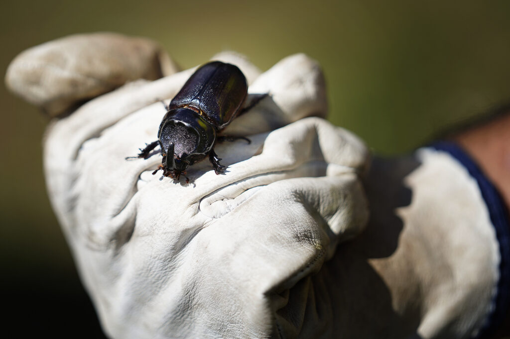 A coconut rhinoceros beetle is found in a felled coconut tree Monday, Oct. 7, 2024, at Kaiaka Bay Beach Park in Haleiwa. This grove of trees was damaged or killed by invasive coconut rhinoceros beetles. (Kevin Fujii/Civil Beat/2024)