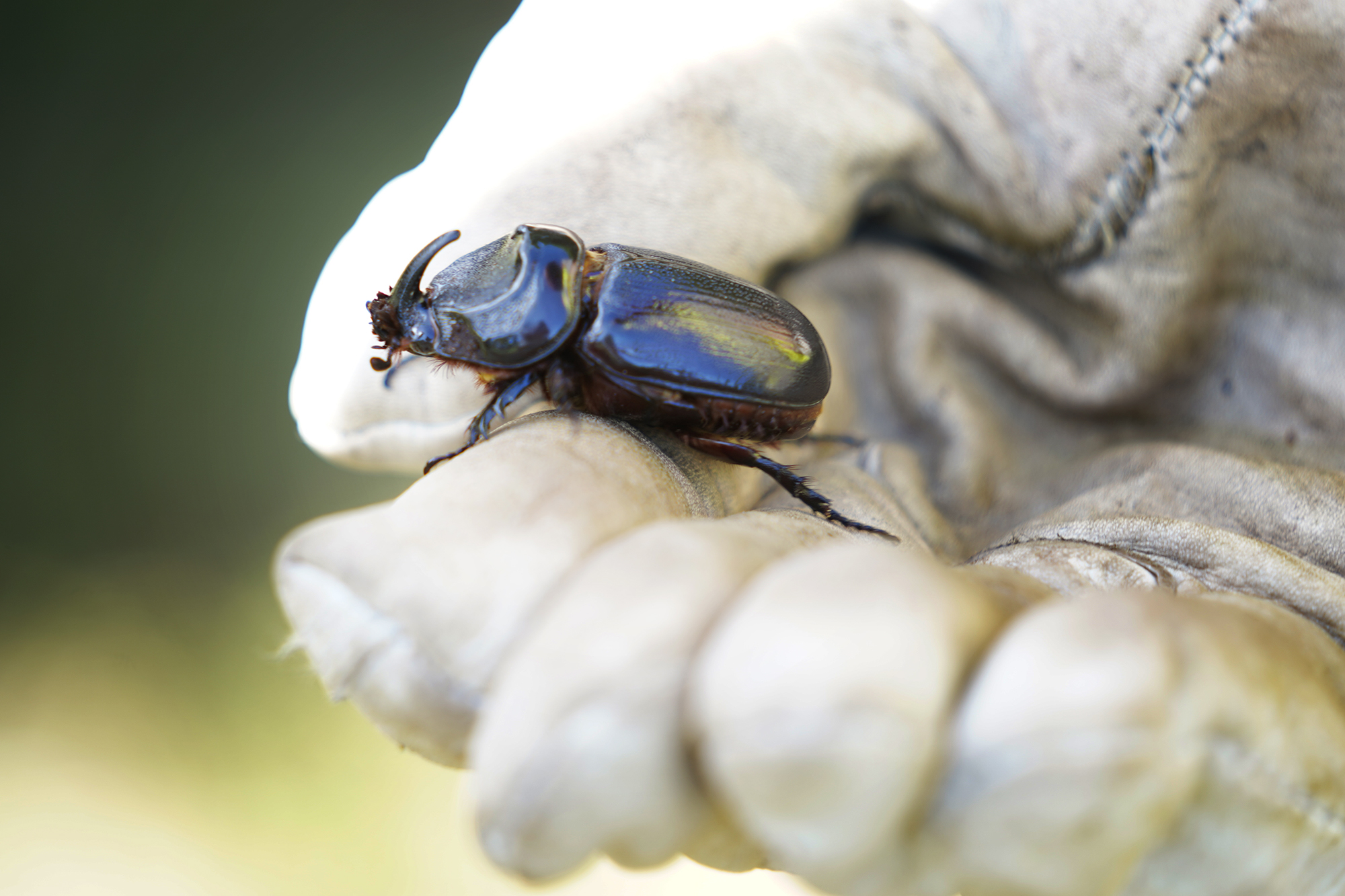 Molokaʻi Residents Fight To Keep Coconut Rhinoceros Beetle Off Their Island