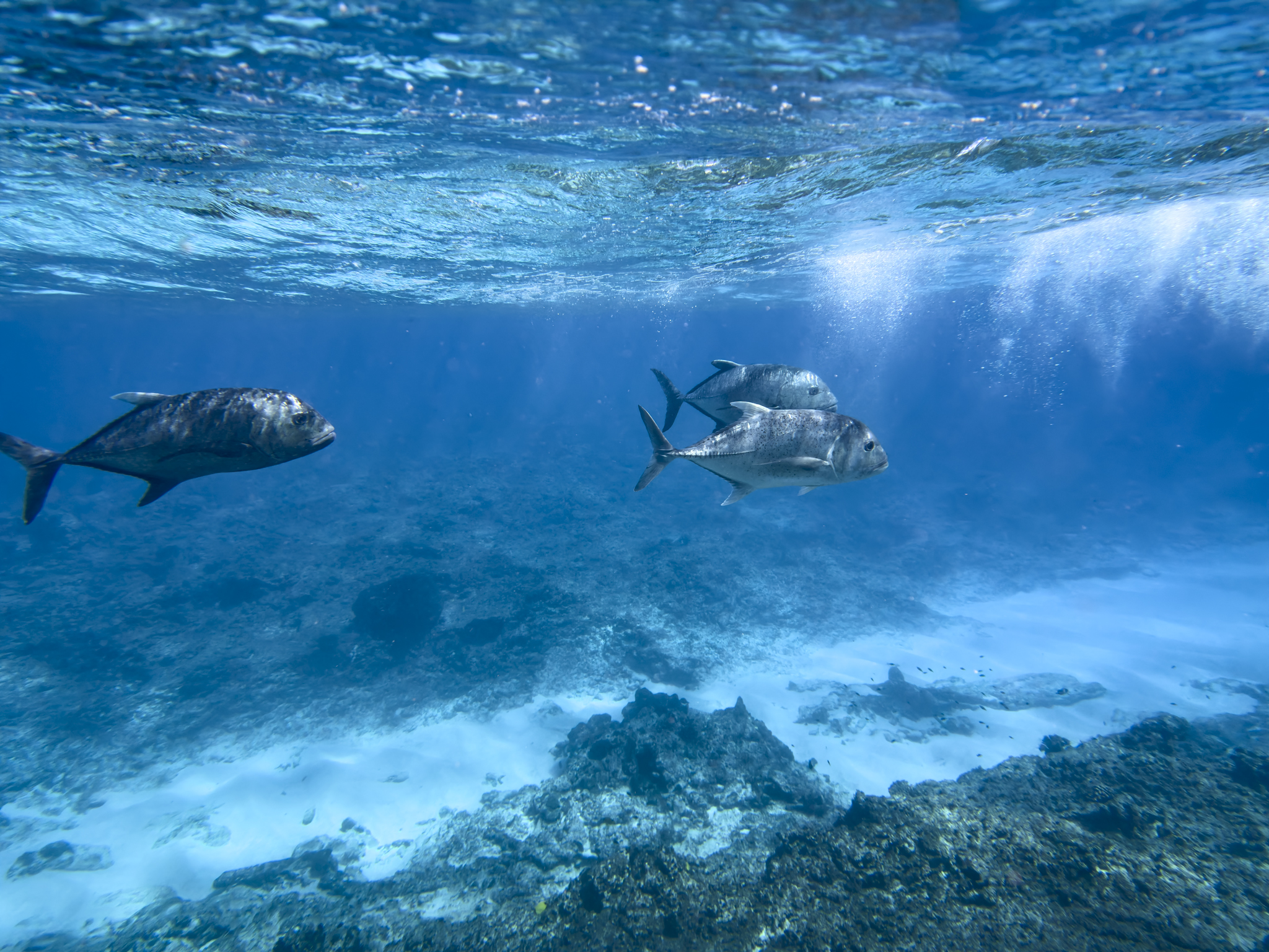 Wespac Looks To Expand Commercial Access To Hawaiʻi’s Papahānaumokuākea