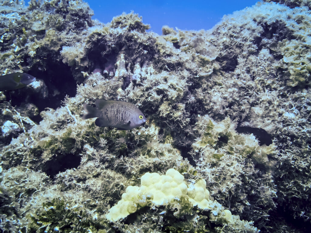 Chondria, an invasive seaweed, has smothered parts of the reef at Manawai, also known as Pearl and Hermes, in the northwestern part of Papahanaumokuakea Marine National Monument. (Nathan Eagle/Civil Beat/2024)
