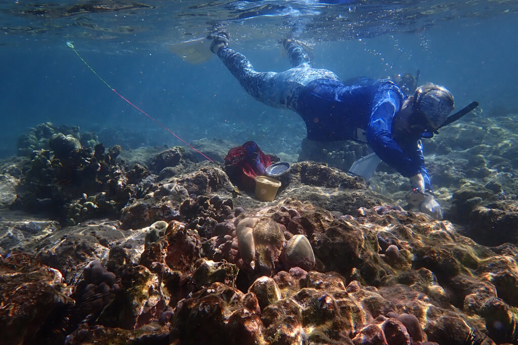 DLNR DAR coral restoration technicians Sydney Lyn Lewis replants coral in Kahalu’u Bay Wednesday, Dec. 11, 2024, in Kailua-Kona. (Kevin Fujii/Civil Beat/2024)