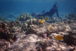 coral reef  Screenshot-2025-06-24-at-2.50.