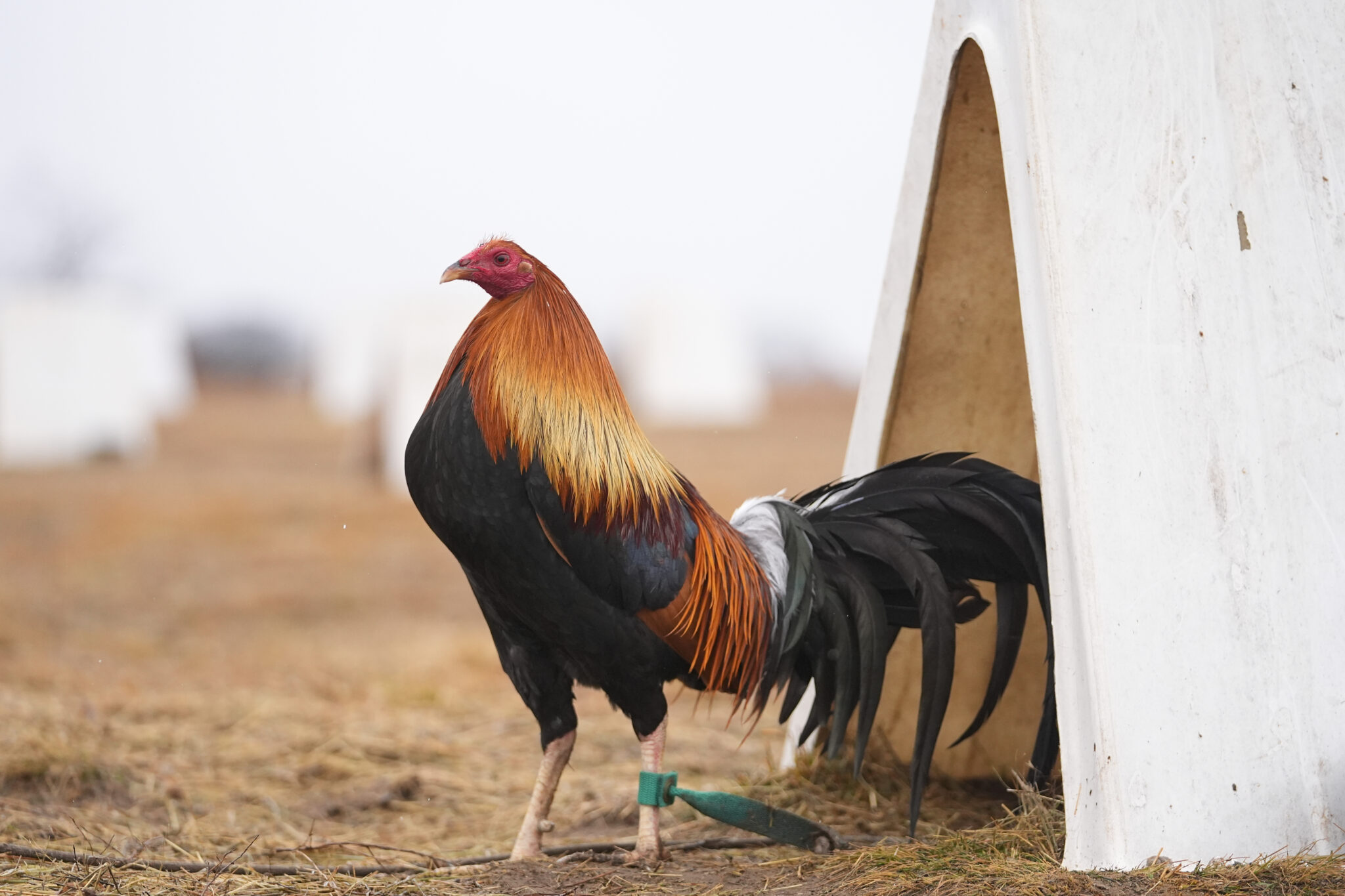 A rooster stands near its teepee shelter at Troy Farms, Tuesday, Jan. 23, 2024, in Wilson, Okla.  Before Oklahoma became one of the last places in the U.S. to outlaw cockfighting in 2002, it wasn't uncommon to see hundreds of spectators packed into small arenas in rural parts of the state to watch roosters, often outfitted with razor-sharp steel blades, fight until a bloody death. (AP Photo/Julio Cortez)