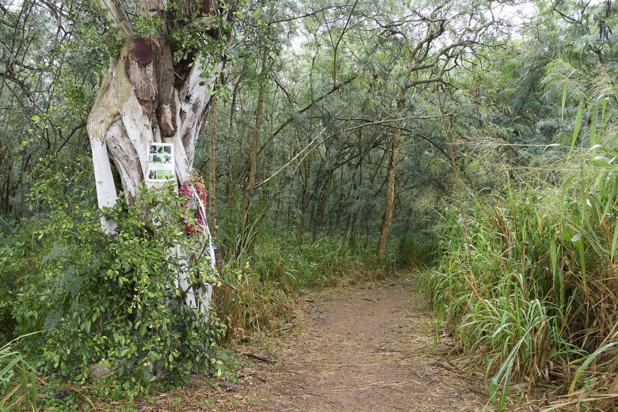 At the entrance to the Ehukai Pillbox Trail in the Sunset Beach Neighborhood Park there is a medium sized tree on the left side of the trail that is adorned today with a wreath marked with a simple black marker title ÒTiare Jan 1 2025Ó According to an HPD Incident Report (?) Tiare attended a RAVE New YearÕs party and succumbed to some form of misbehavior that took her life. Rumors abound as to just what happened but Neighbors have complained for quite some time, that there are Rave type parties with loud music, alcohol and possible drug activity that regularly take place further into the trail.(David Croxford/Civil Beat/2025