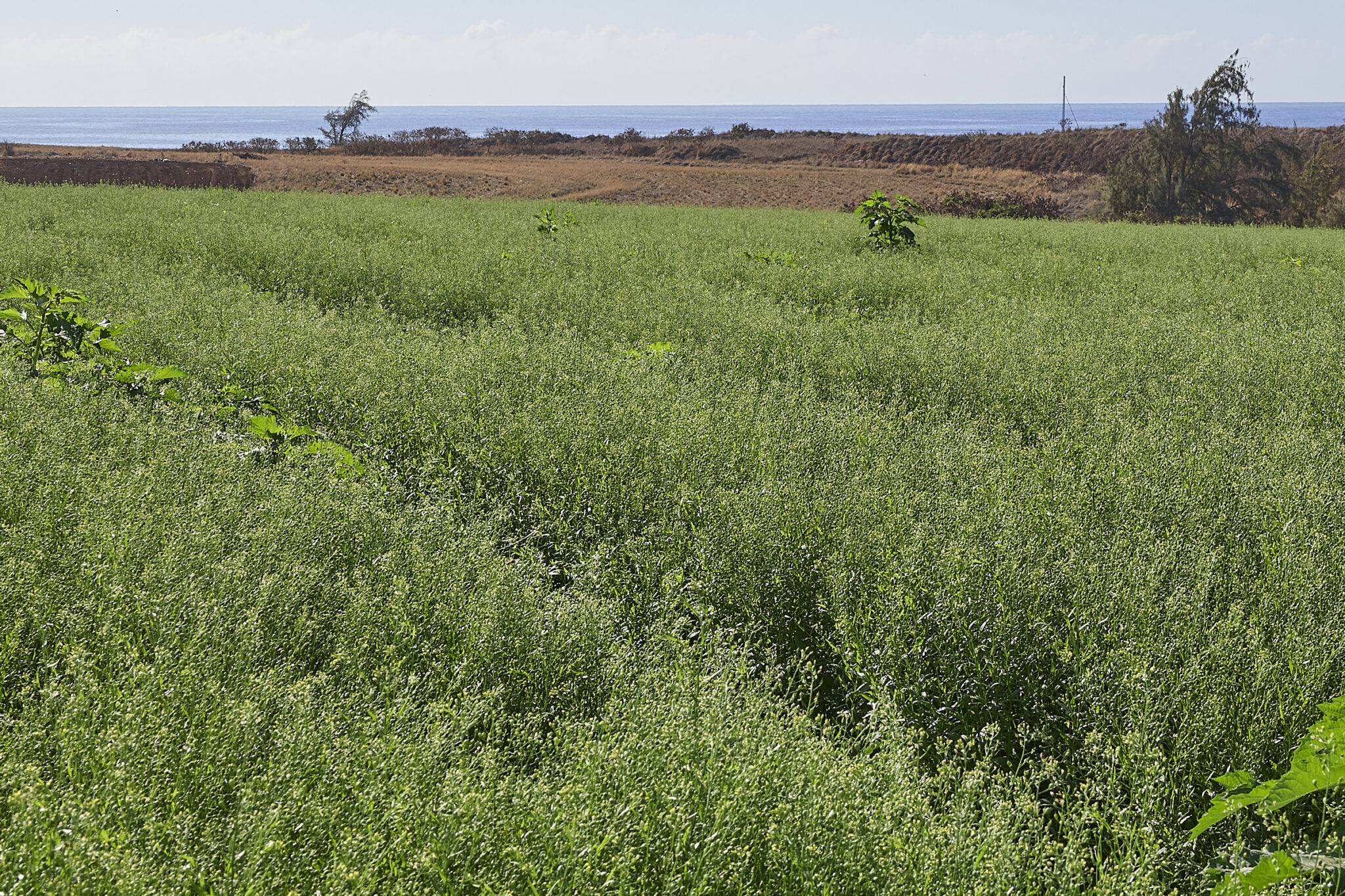 Camelina is a plant whose yield is 35:1 and whose oil can be refined into sustainable jet fuel.  Photographed in western Kauai at Aloun Farms, February 12th, 2025.  Chris Bennett is the VP of Sustainable Energy Management for Pono Pacific Land Management Group.(David Croxford/Civil Beat/2025)