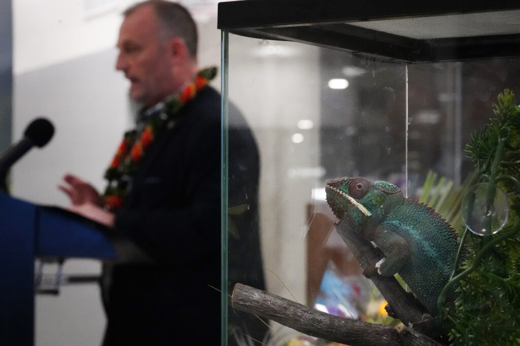 Gov. Josh Green announces digitizing the Hawaiʻi Department of Agriculture’s plant and animal declarations which would prohibit carrying an animal like this panther chameleon into the state Monday, Feb. 24, 2025, at Daniel K. Inouye International Airport in Honolulu. This is designed to reduce manpower required to read and asses the paper forms travelers arriving in Hawaiʻi fill out on airplanes. (Kevin Fujii/Civil Beat/2025)
