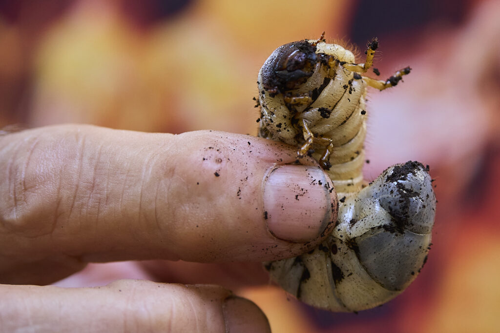 Coconut Rhinoceras Beetle Larva photographed during a Press Conference at the Hawaii State Legislature March 6th, 2025(David Croxford/Civil Beat/2025)