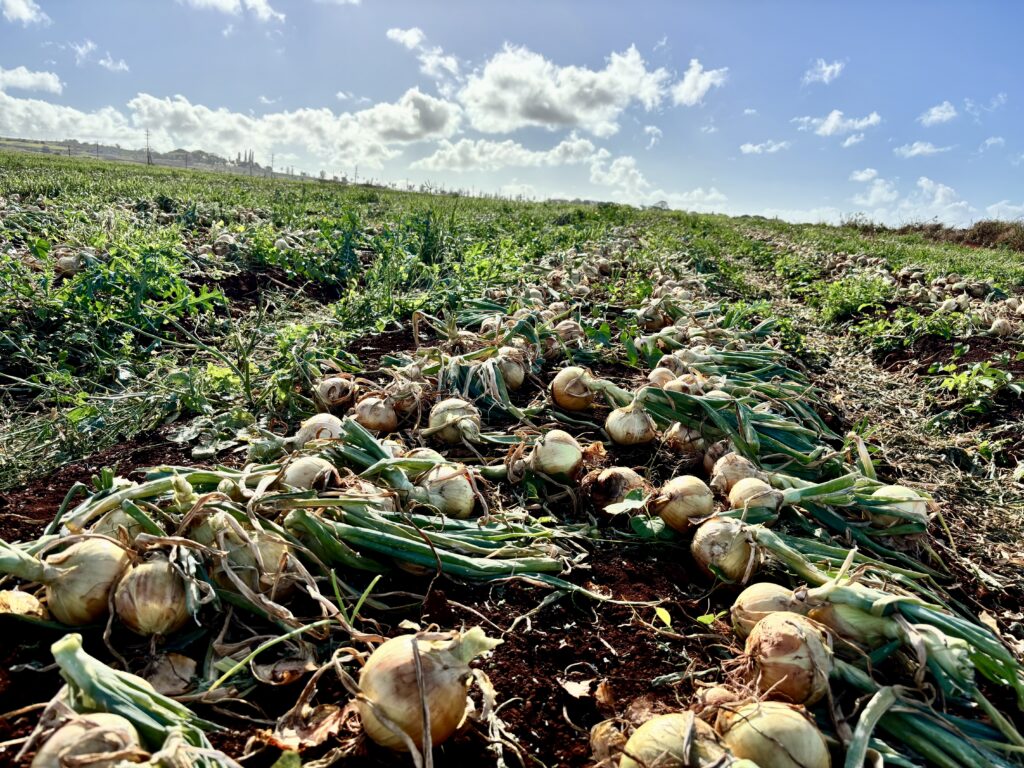 Row crops on agricultural land leased by Aloun Farms on Kauai’s west side. (Courtesy: Alec Sou/2025)