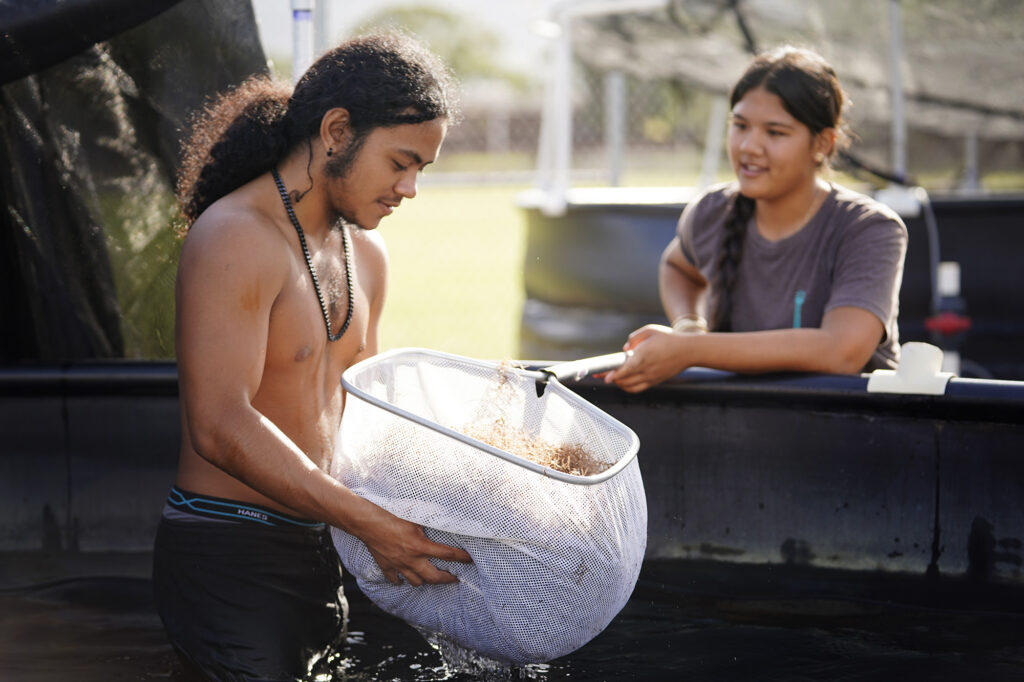 Waiʻanae High School Marine Science Learning Center seniors Chaysten Basso Popa squeezes water out of a net full of limu for Serenity Hema as they clean out a limu tank Wednesday, April 16, 2025, in Waiʻanae. The tanks are cleaned out weekly. Popa and Hema are seniors in the program. The Department of Labor pays Hema to work for the program when she is pau with classes. (Kevin Fujii/Civil Beat/2025)
