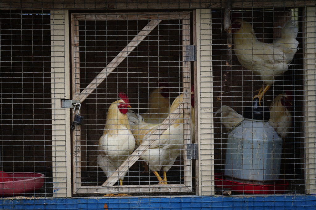 Chickens are photographed at Kuahiwi Ranch Friday, May 23, 2025, in Nāʻālehu. (Kevin Fujii/Civil Beat/2025)