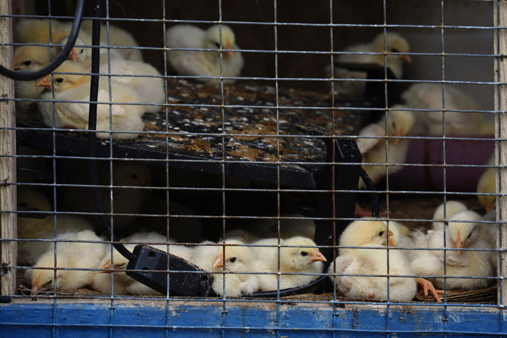 Chickens are photographed at Kuahiwi Ranch Friday, May 23, 2025, in Nāʻālehu. (Kevin Fujii/Civil Beat/2025)