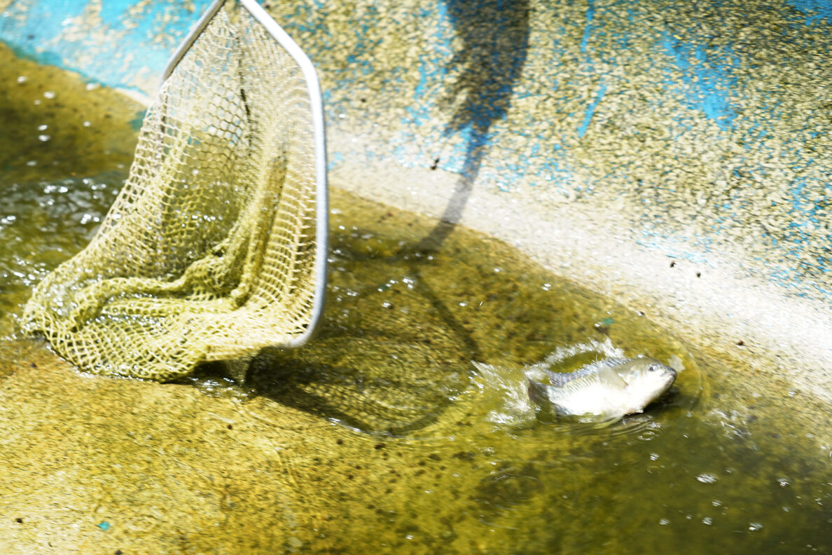 A hand-size tilapia splashes in the shallow water of a tank at the Hawaiʻi Fish Company Friday, June 6, 2025, in Waialua. This tank is being drained to clean and move broodstock tilapia. (Kevin Fujii/Civil Beat/2025)