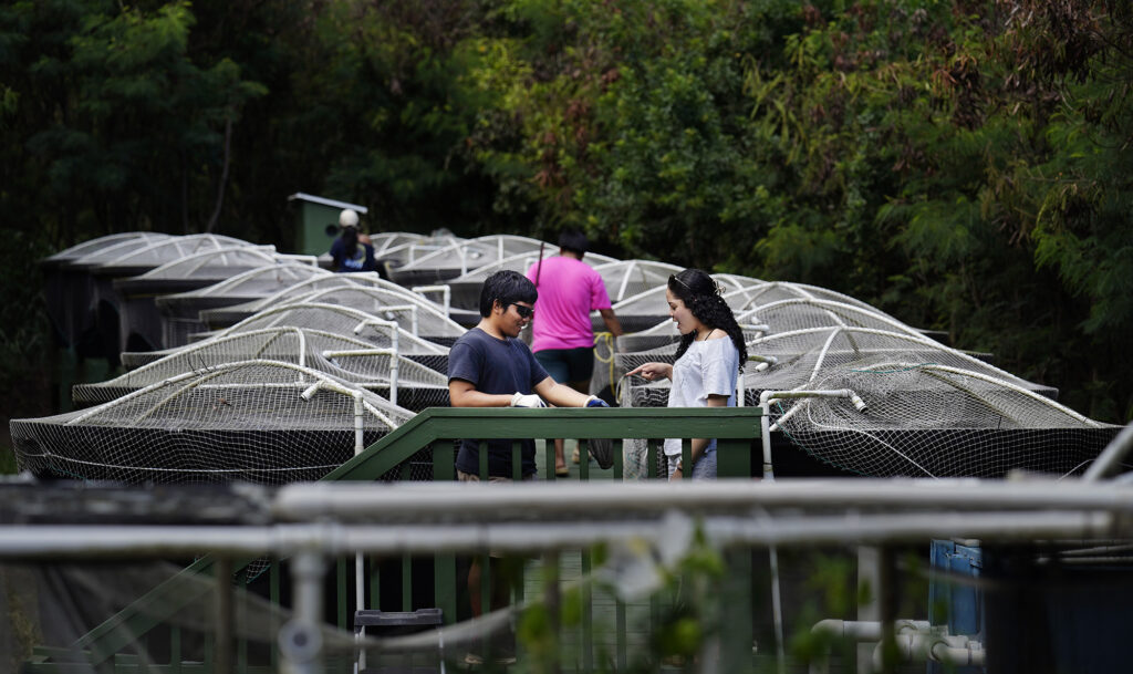 Waipahu High School Food System Pathway students Pablo Sabug, left, holds up a net with tilapia for Kaylee Walker to count at the Hawaiʻi Fish Company Friday, June 6, 2025, in Waialua. The students moved fish from a tank to separate the fish and clean the tank. (Kevin Fujii/Civil Beat/2025)