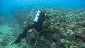 Good News For Kewalo Basin Coral Recovery